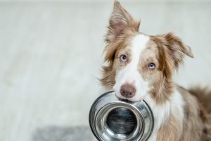 How Long Can a Dog Go Without Food?
