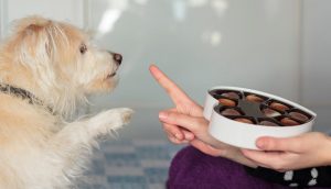 Signs of Food Allergies in Dogs