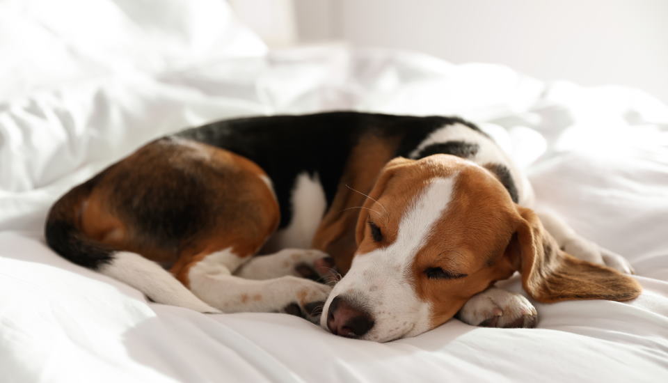 Why Do Dogs Sleep Between Your Leg