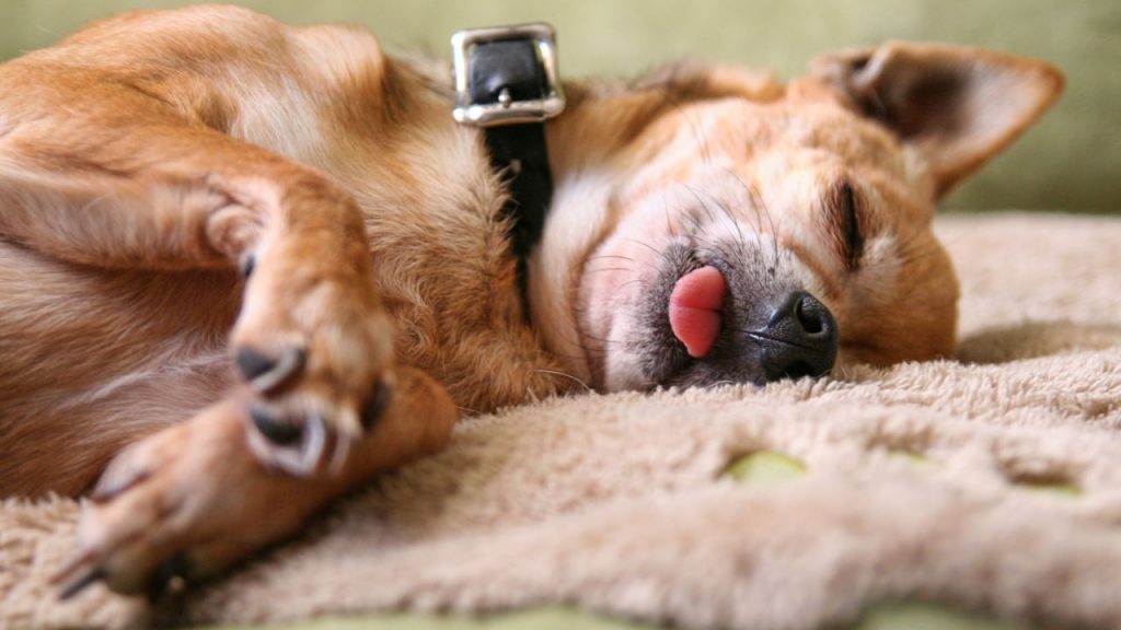 Why Do Dogs Sleep With Their Tongues Out