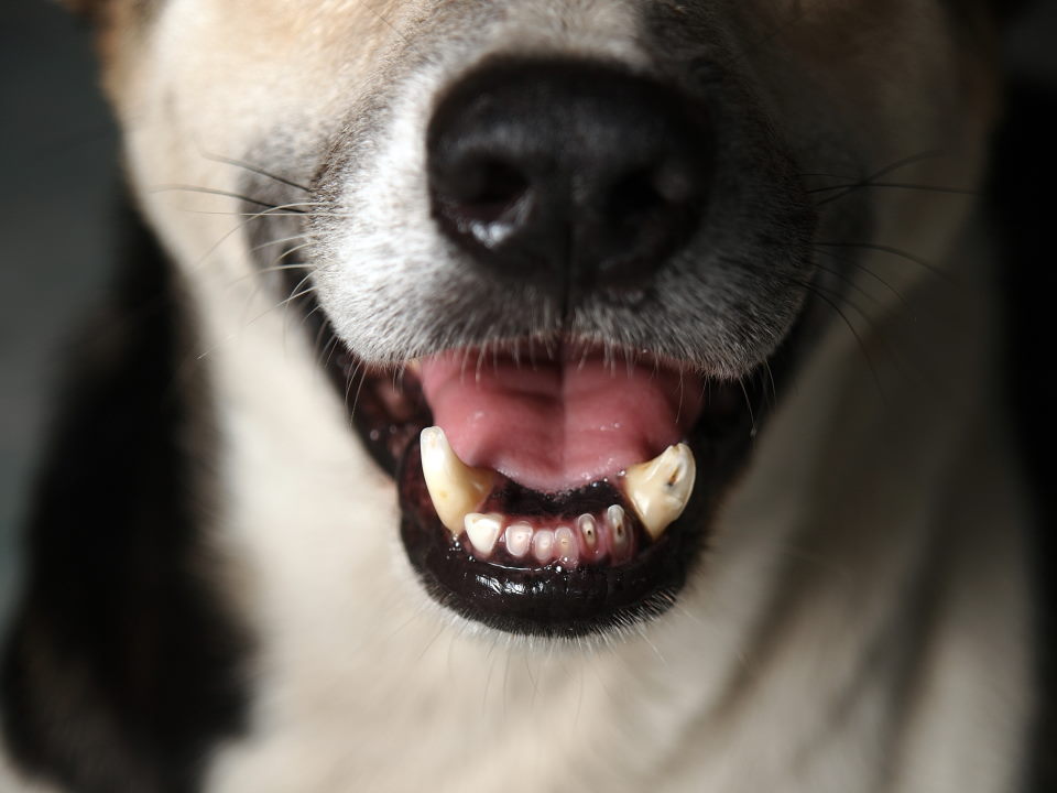 dog teeth, close