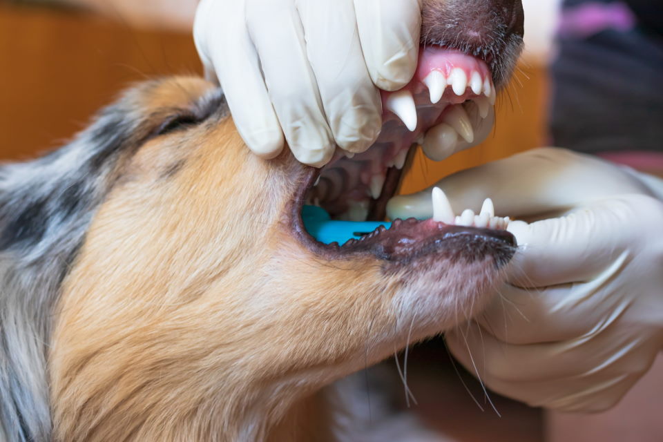 dog teeth, doctor