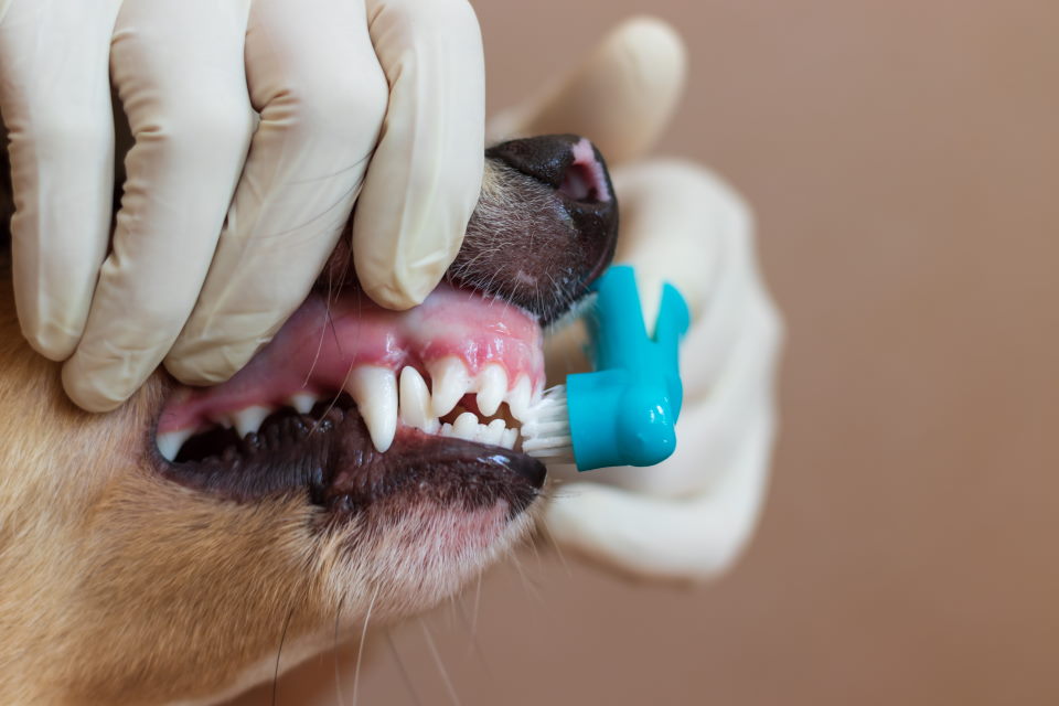 dog teeth, brush