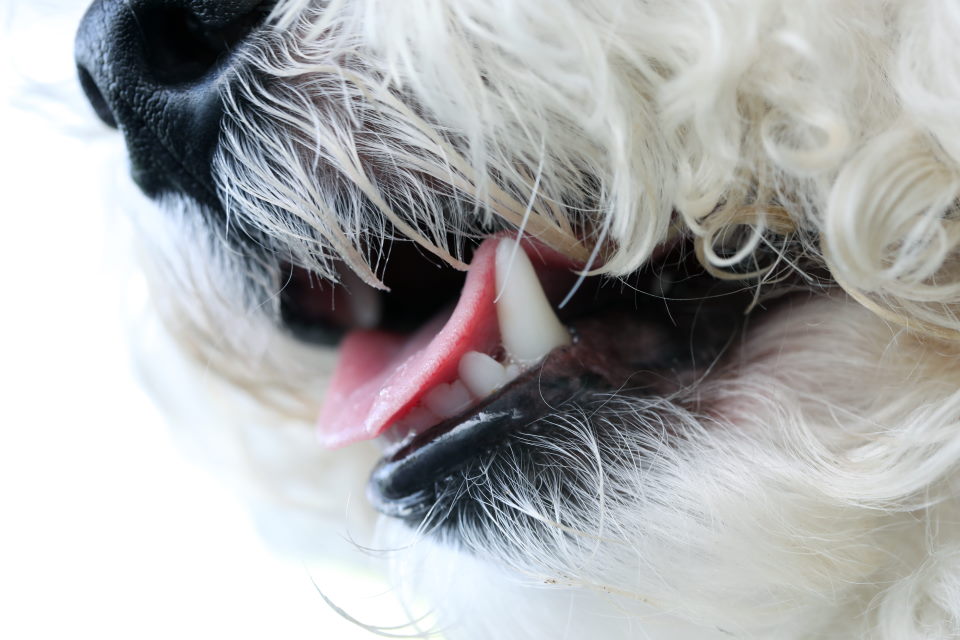 dog teeth, white