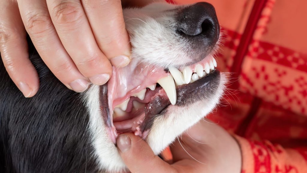 thumbnail How Many Teeth Do Dogs Have