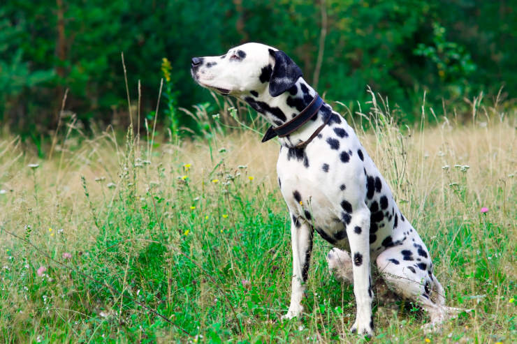 how to stop dog from eating mulch, dalmatian