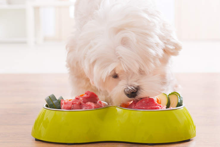 How Vegetables Can Improve a Dog's Overall Health