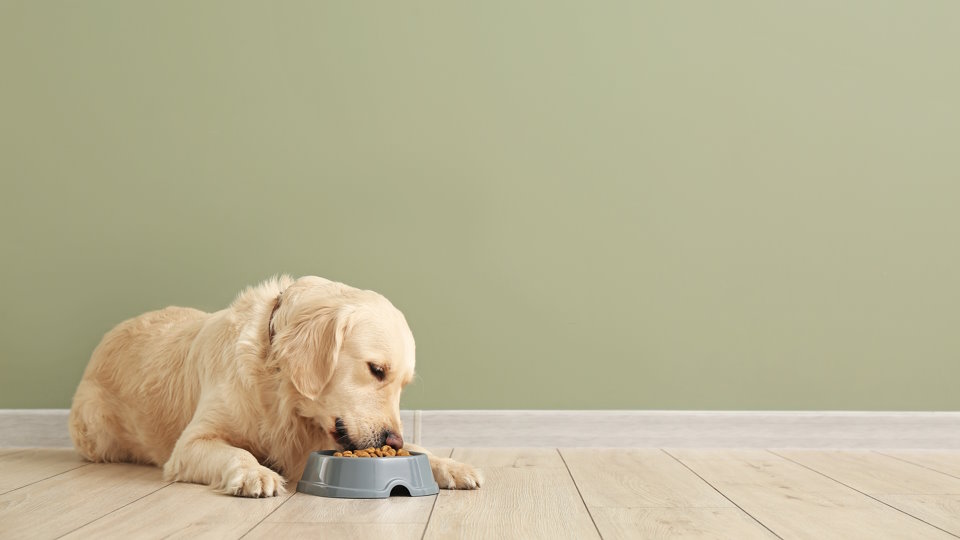 Why Do Some Dogs Refuse to Eat Vegetables?