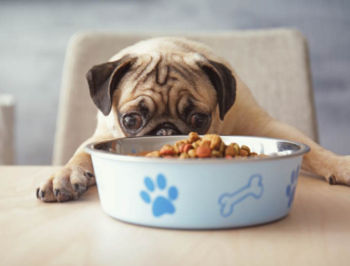 Which Dog Food Is Good, Hungry,Pug,Dog,With,Food,Bowl,Ready,To,Eat,,Sitting
