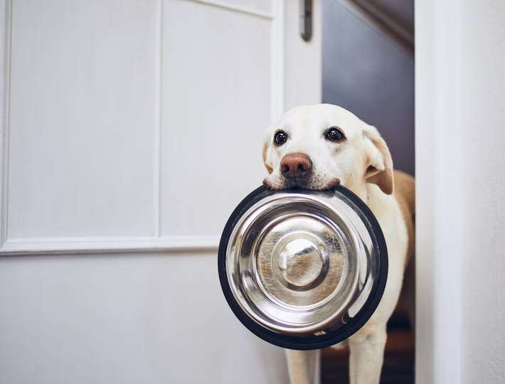 Which Dog Food Is Good, Hungry,Dog,With,Sad,Eyes,Is,Waiting,For,Feeding.,Adorable