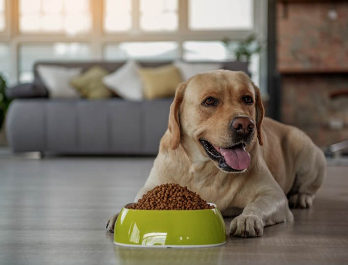 Which Dog Food Is Good, Outgoing,Lablador,Tasting,Delicious,Meal