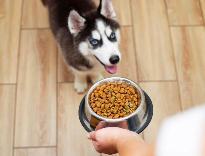 Which Dog Food Is Good, Dog,At,Home.,Puppy,Eating,Food.,Pet