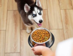 How to Choose the Right Dog Food for Your Pet's Specific Needs