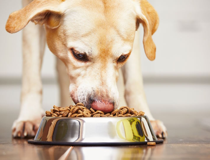 Which Dog Food Is Good, Hungry,Labrador,Retriever,Is,Feeding,At,Home.