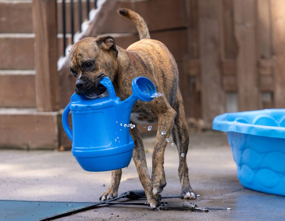 How Long Can Dogs Go Without Water?