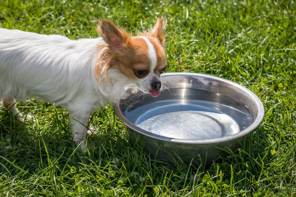 How Long Can Dogs Go Without Water
