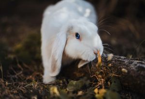 Can Rabbits Eat Broccoli?